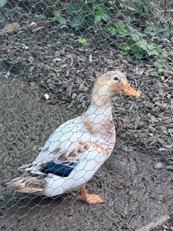 Pair of miniture silver appleyard ducks