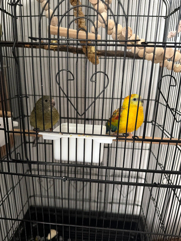 Red rump breeding pair