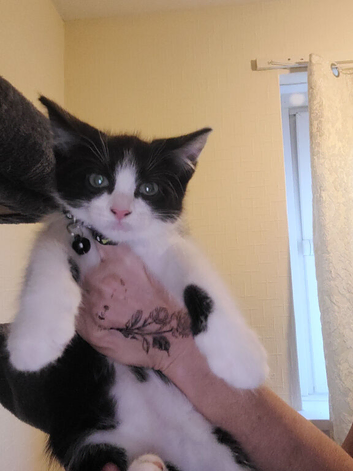 kitten &pound;30