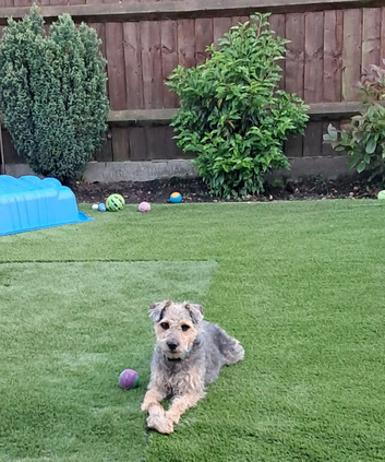 Lakeland terrier