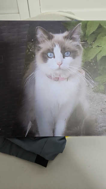 Ragdoll kitten READY NOW