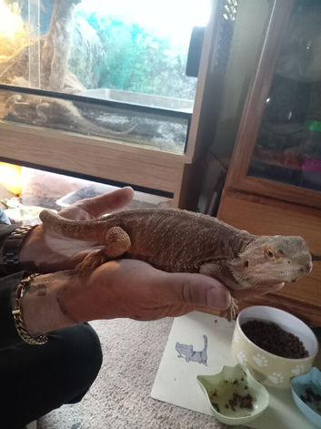 Babies bearded dragons
