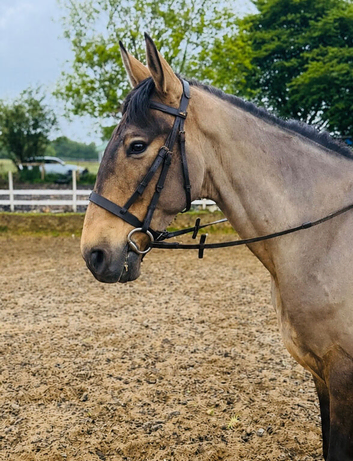 15hh Dun Andalusian