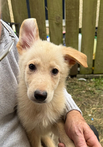 German Shepherd puppies