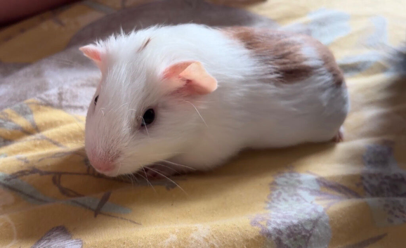 Two male guinea pigs