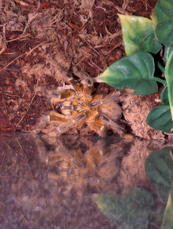 Male OBT + enclosure