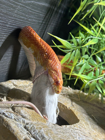 Corn snake a vivaruim comes all together