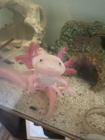 Axolotls