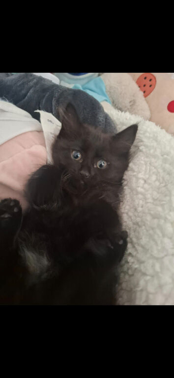 Kitten for sale