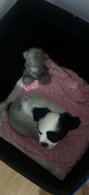 Dog is girles