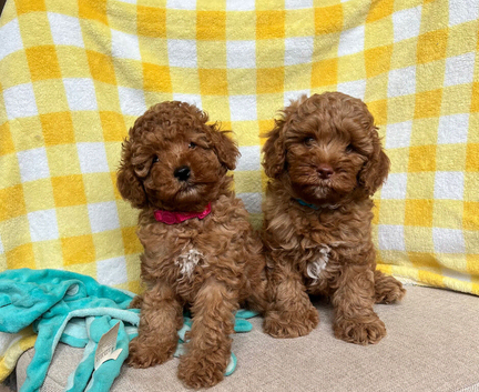 READY FOR NEW HOMESFULLY HEALTH TESTED CAVAPOO PUPPIES