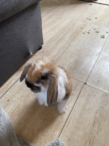 apricot