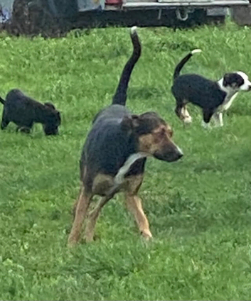 Collie x Huntaway puppies