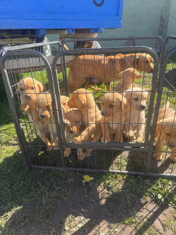 Labrador puppies