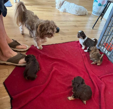 Four adorable shih tzu pups