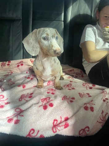 Miniature dachshund