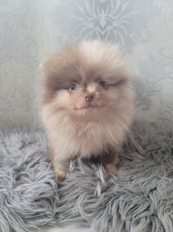 2 stunning pomeranian puppies