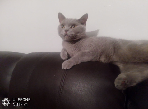 Lilac female British Shorthair