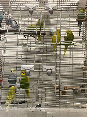 Budgies ready for a new home (all sold)
