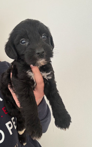Cocker spaniel cross puppies