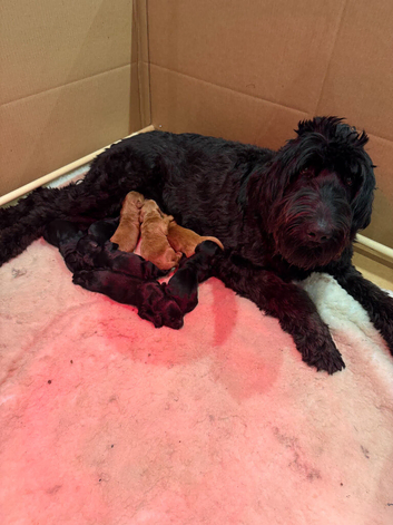 Giant Schnoodle (giant schnauzer/ poodle)