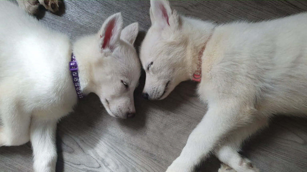 2 gorgeous 11 week old white female husky puppies  (ALMOST READY FOR WALKS)