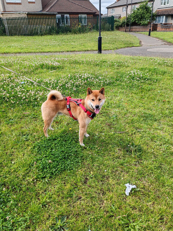 Shiba inu