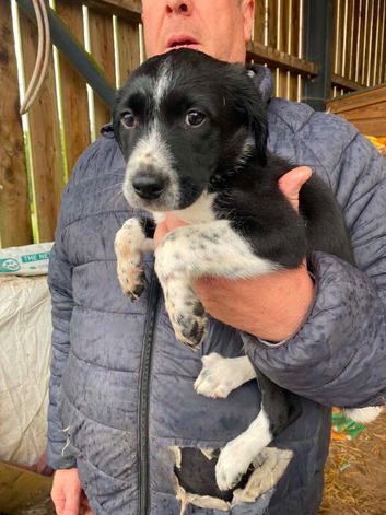 Springer cross collie/sprollie Puppies