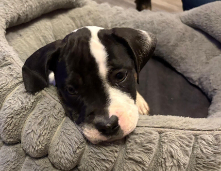 2 presa canario cross american bulldog puppies