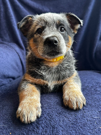 Stunning pure Australian Cattle dogs