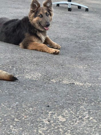 Kc registered long haired female German shepherd