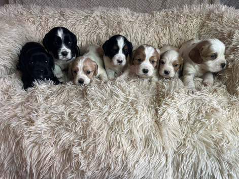 Extensively health tested Cocker Spaniel x Cavalier King Charles puppies (F1 Cockaliers)