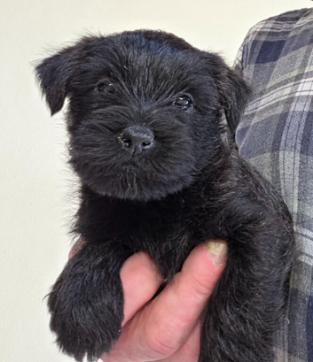 KC reg Cairn Terrier Puppies