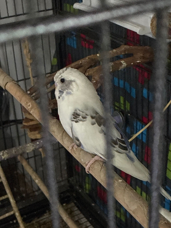 2 male budgies for sale
