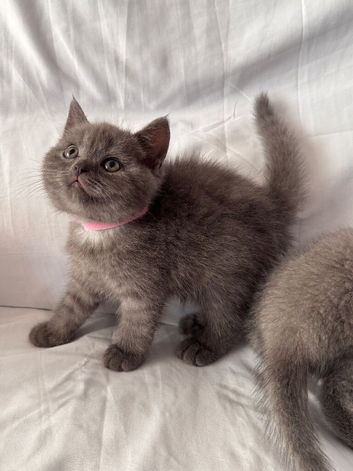 British Shorthair Looking for Their Homes
