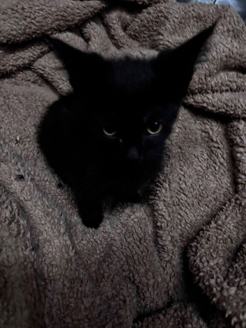 Male kittens