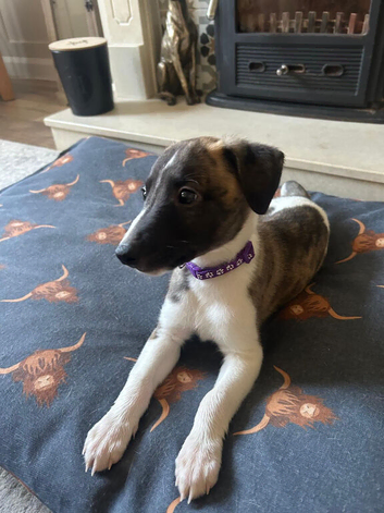 One amazing whippet available