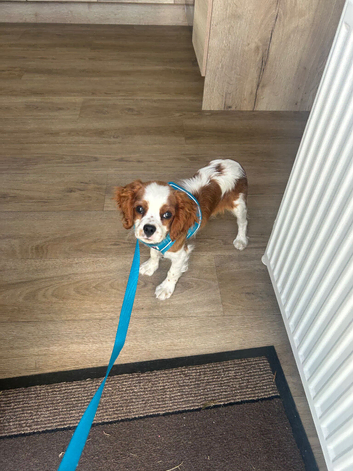 Cavalier King Charles