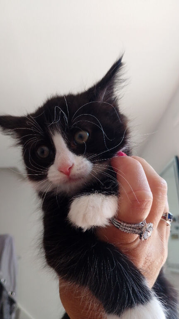 Kitten 10wks