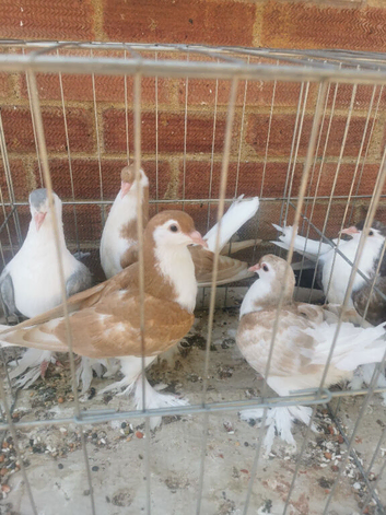 Lahore young birds