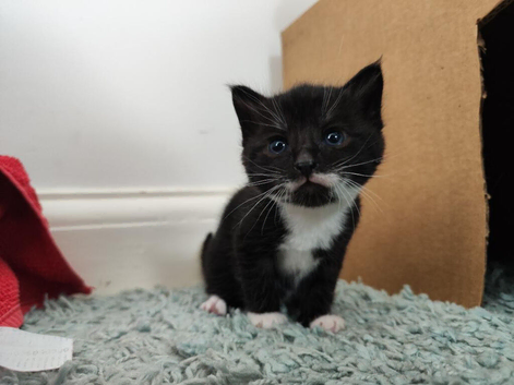 Playful and Adorable Kittens for their new Homes!!