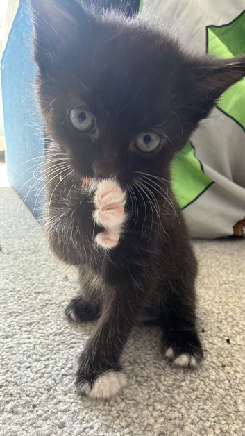 Beautiful black kitten with white patches