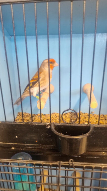 Goldfinch crossed with Satinette Mule
