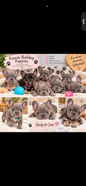 Beautiful kc registered French bulldog puppies