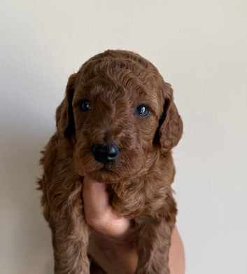 Deep red toy poodles only a boy available (Reduced)