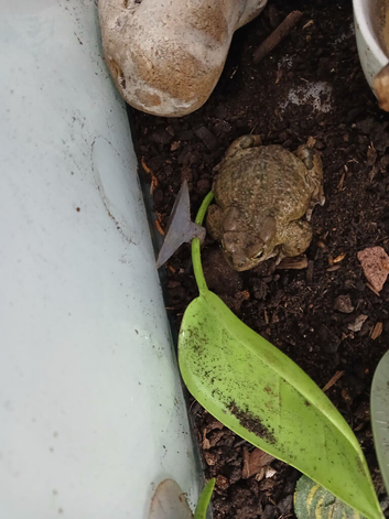 African clawed toads