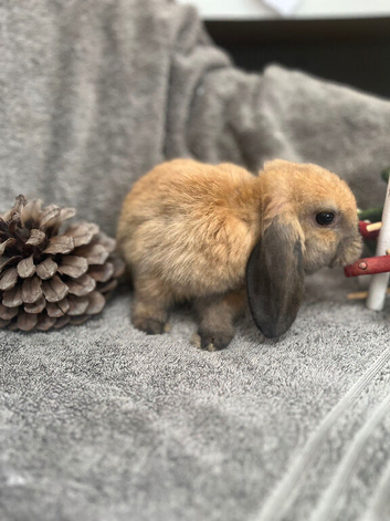 One Gorgeous Little Female Mini Lop Ready Now!