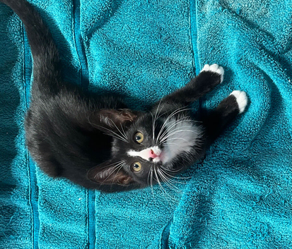Cute kittens for sale KT4 Sutton