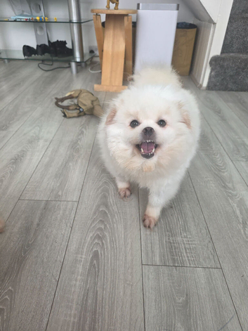 Rehoming my two beautiful Pomeranians girls
