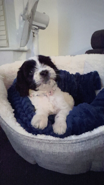 Meet Poppy - A Beautiful Little Girl Looking for Her Forever Home
